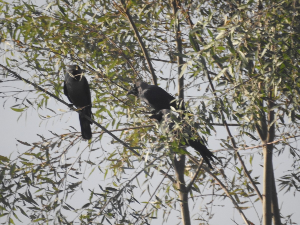 huskråke - ML646113101