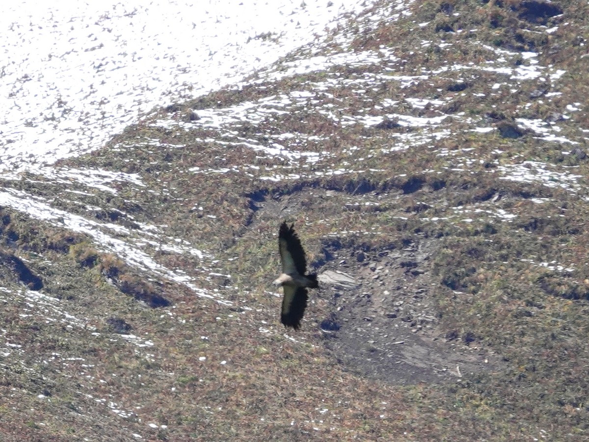 himalayagribb - ML646113102