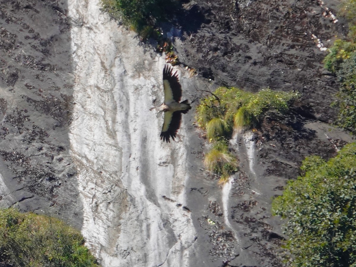 himalayagribb - ML646113103