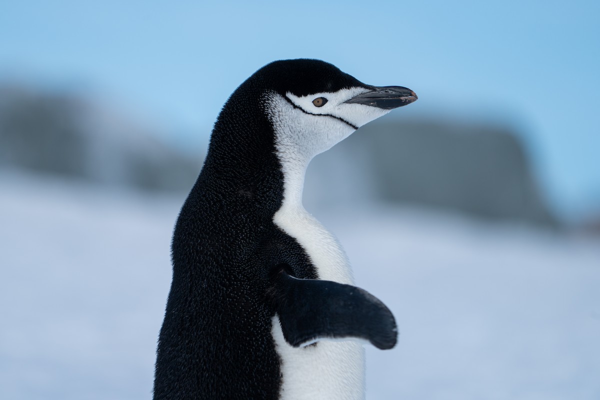 Chinstrap Penguin - ML646113104
