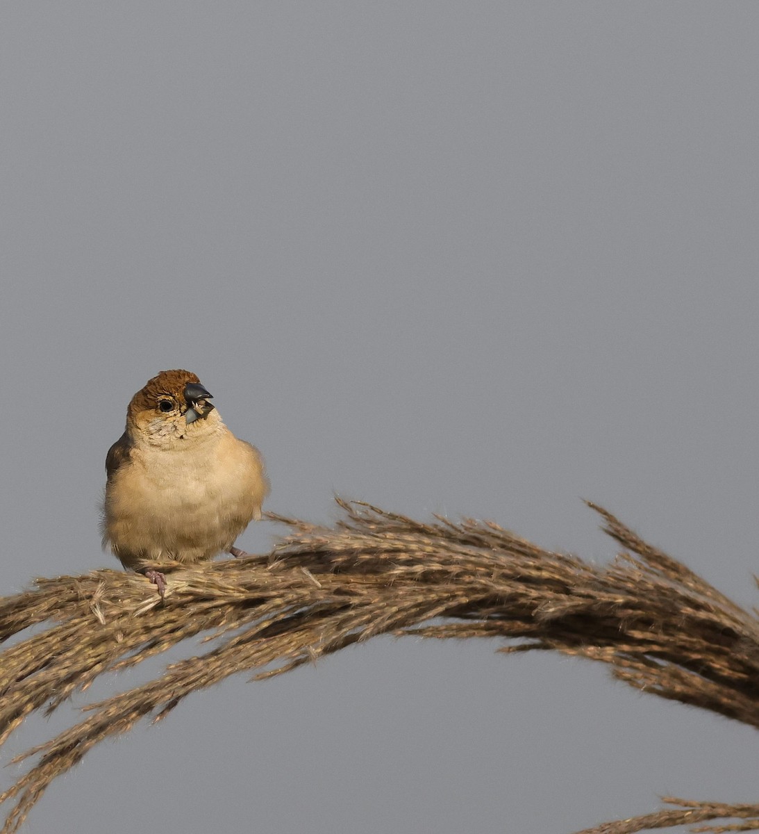 indiasølvnebb - ML646113105