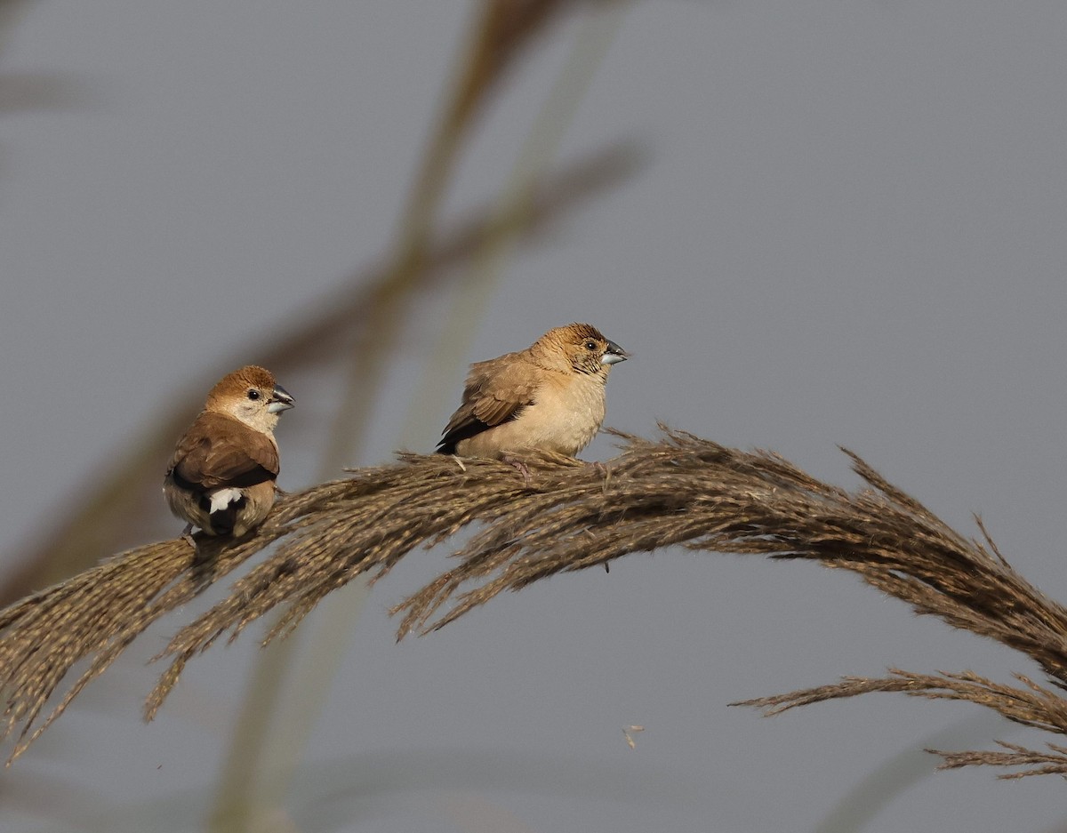 indiasølvnebb - ML646113106