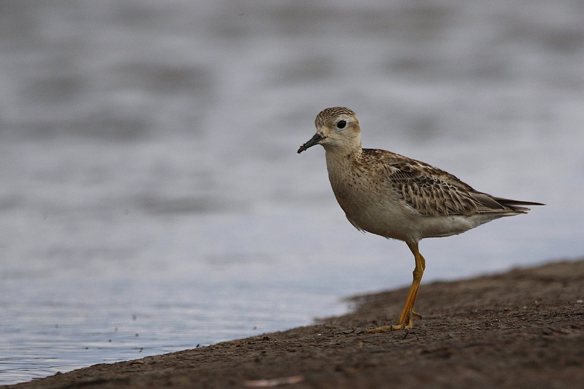 rustsnipe - ML646113107