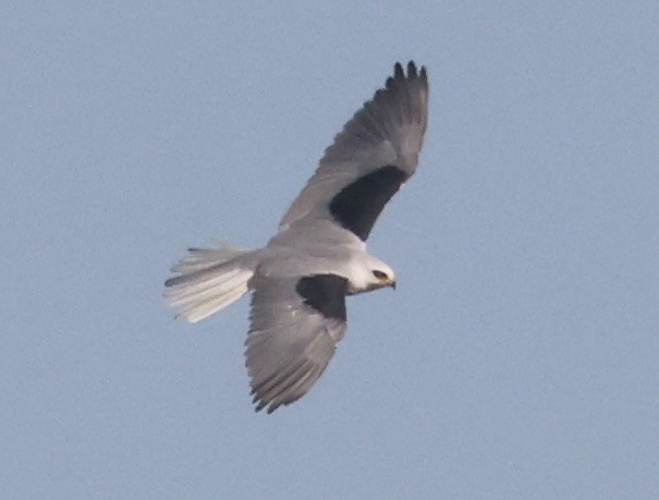 hvitstjertglente - ML646113108