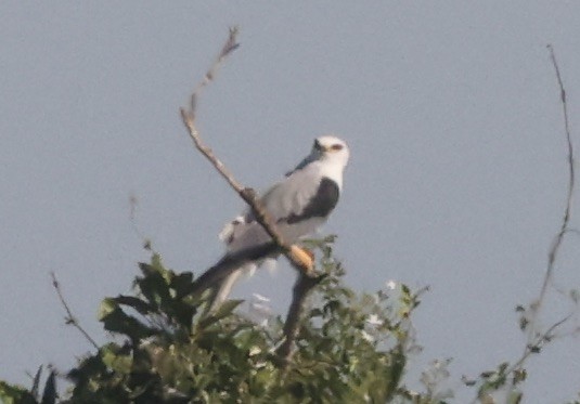 hvitstjertglente - ML646113109