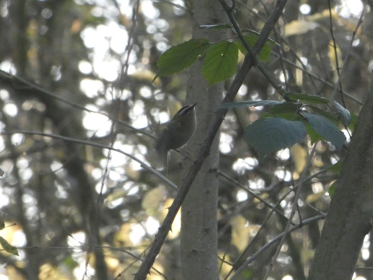 Common Firecrest - ML646113110