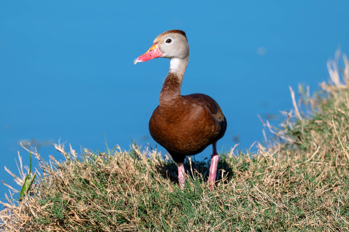 rødnebbplystreand - ML646113111