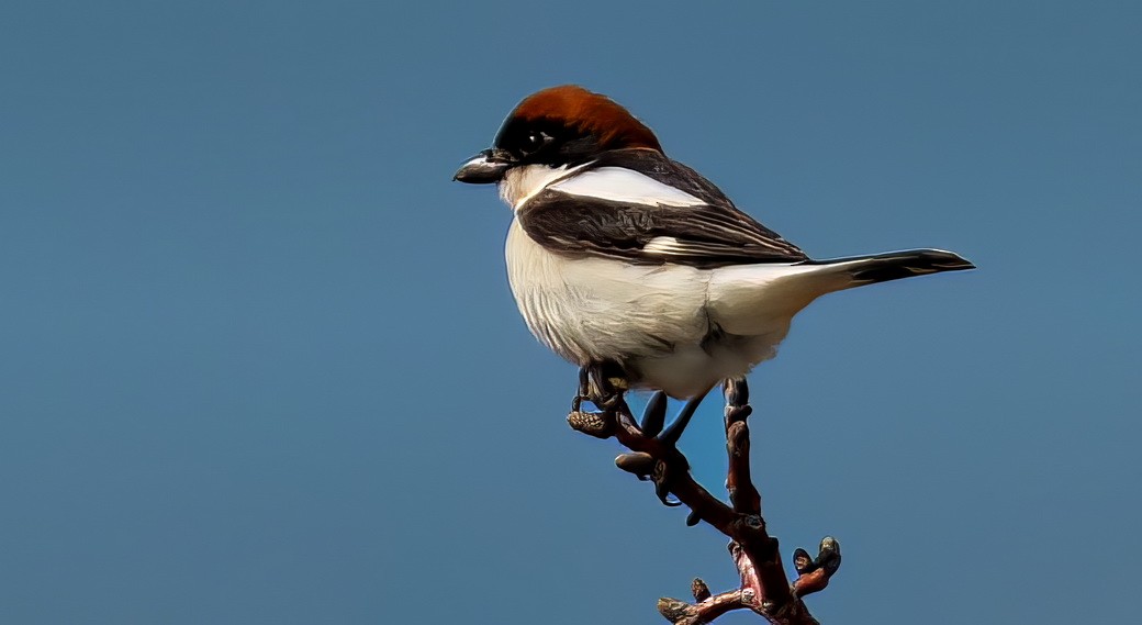 rødhodevarsler - ML646113113