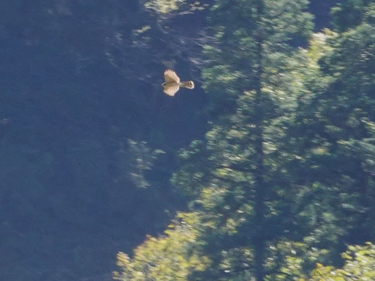 spurvehauk - ML646113114