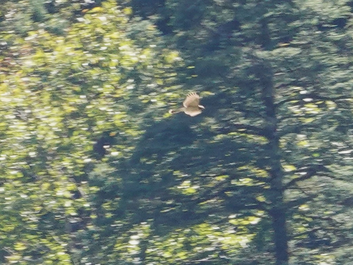 spurvehauk - ML646113115