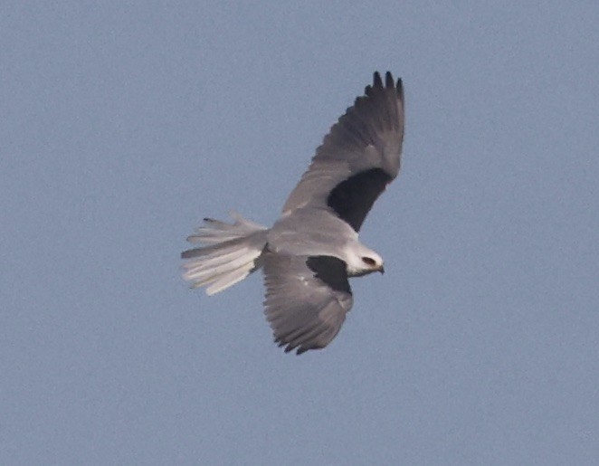 hvitstjertglente - ML646113117