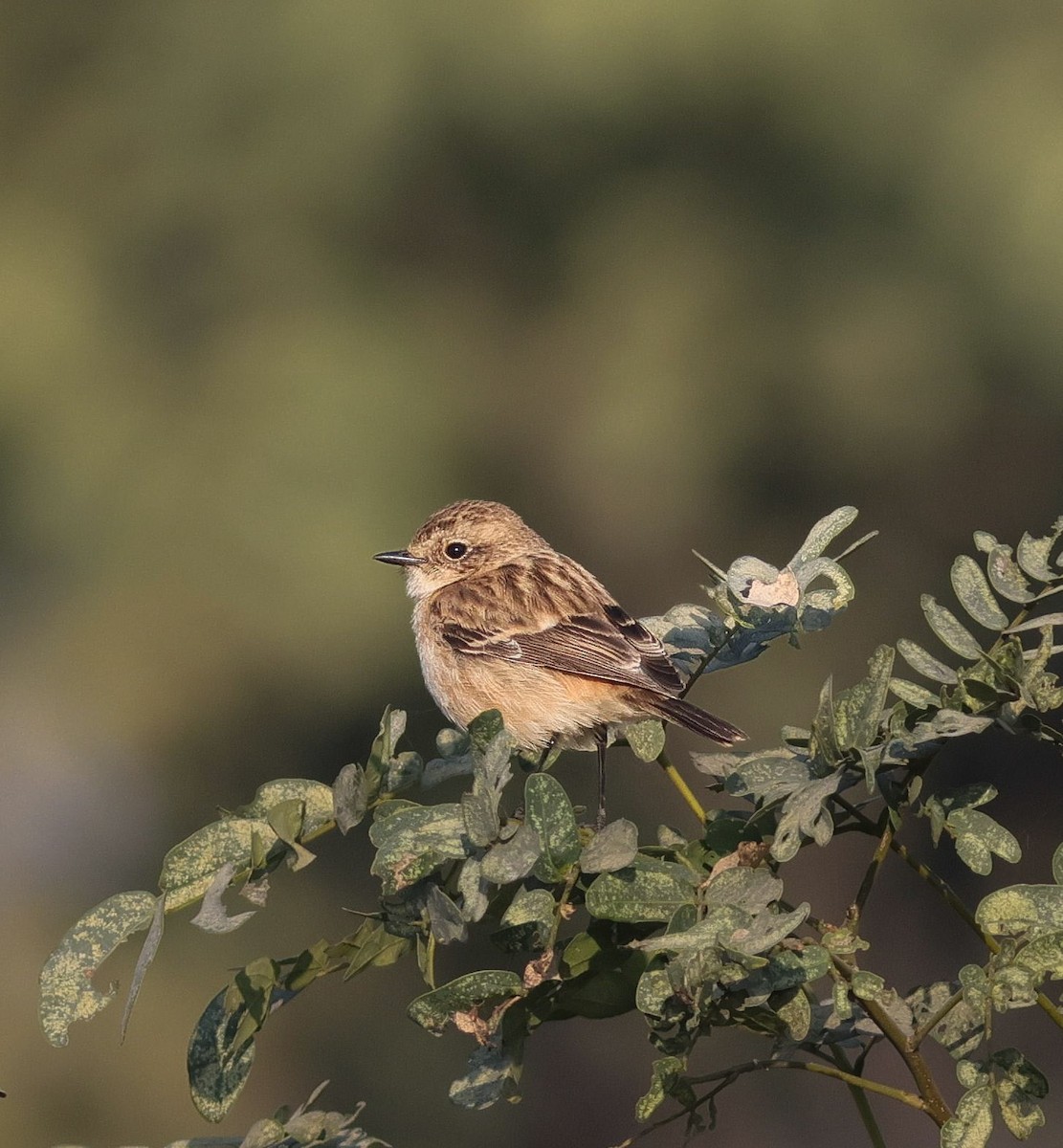 russesvartstrupe - ML646113118