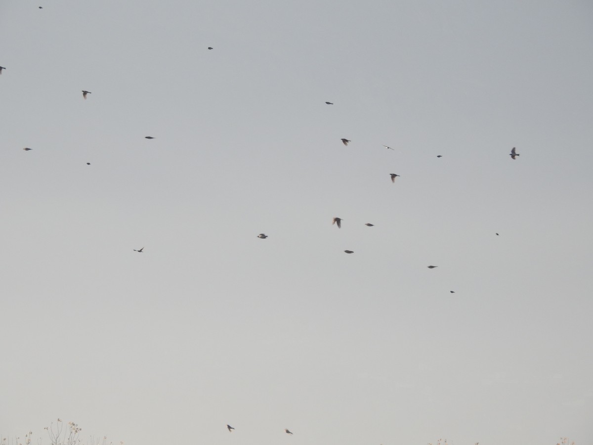 sanglerke - ML646113121