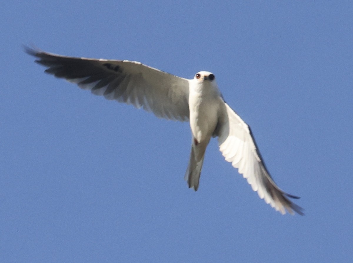 hvitstjertglente - ML646113122