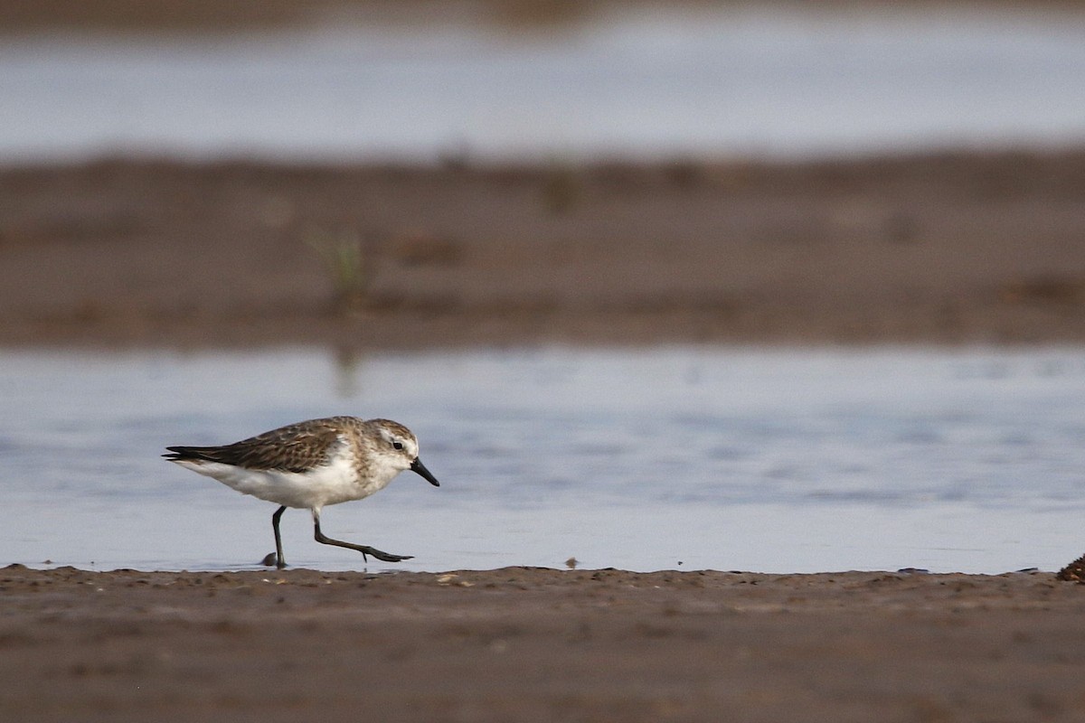 Sandstrandläufer - ML646113123