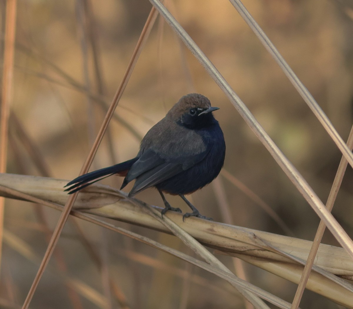 Indian Robin - ML646113124