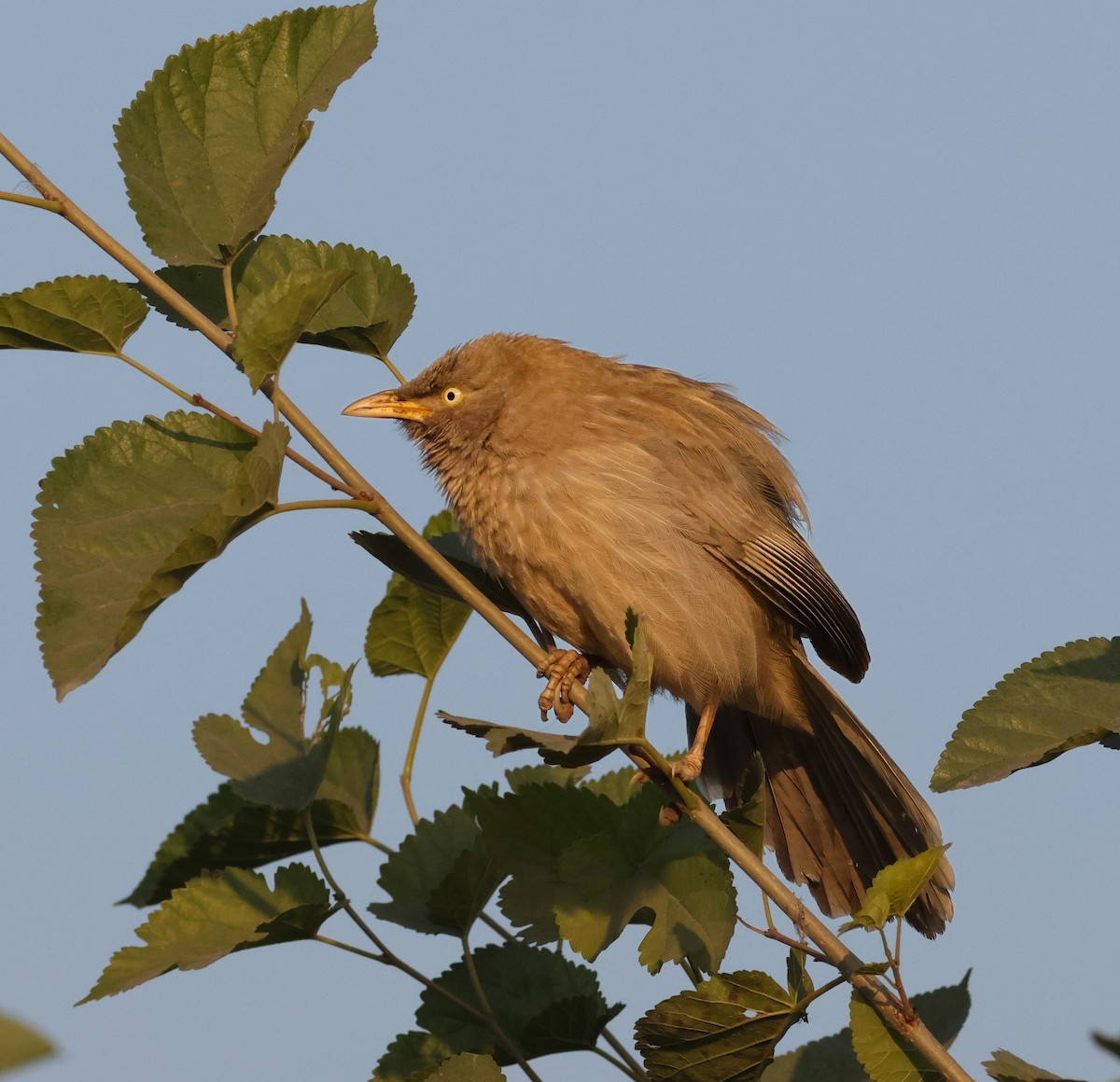 Jungle Babbler - ML646113131
