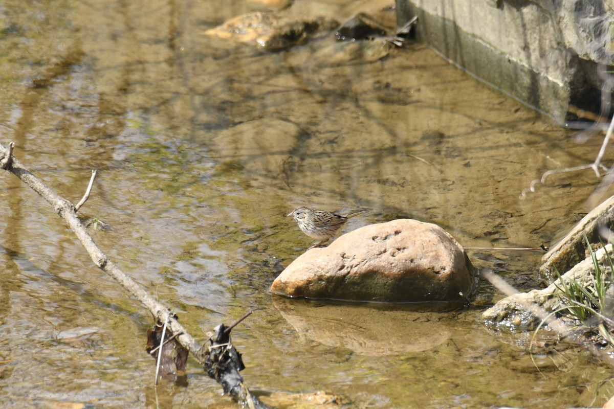 strnadec pruhohlavý - ML646113132