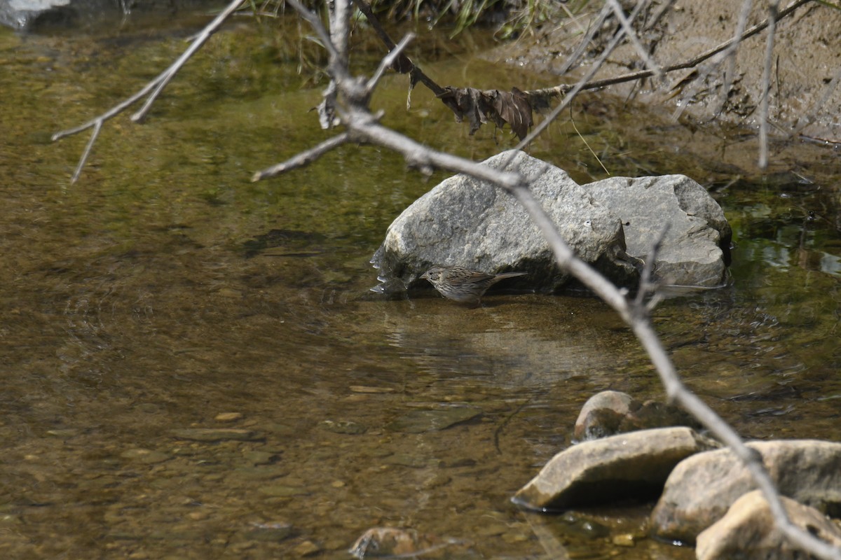 strnadec pruhohlavý - ML646113133