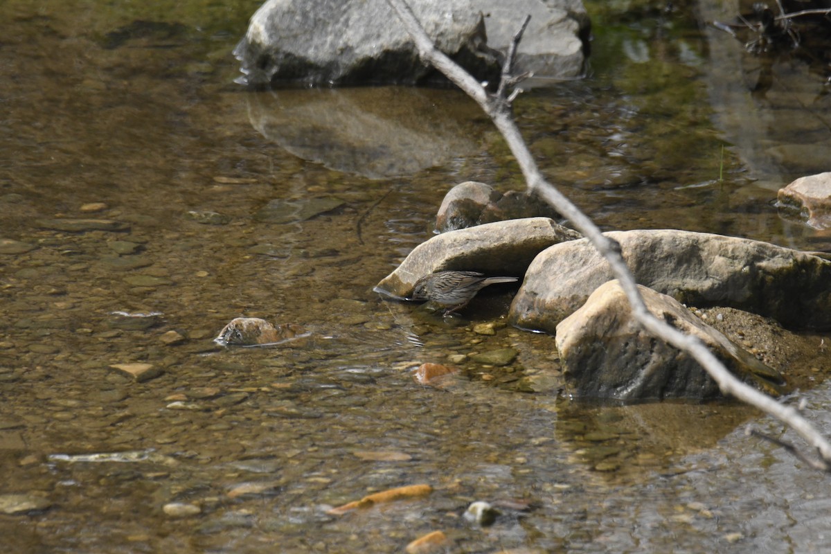 strnadec pruhohlavý - ML646113135