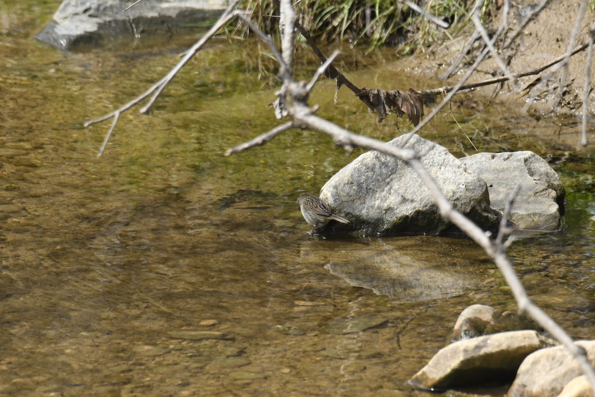 strnadec pruhohlavý - ML646113137