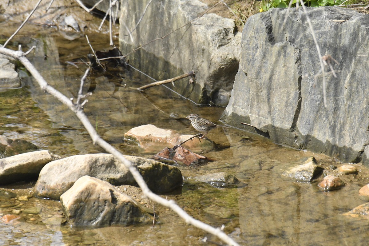 strnadec pruhohlavý - ML646113138