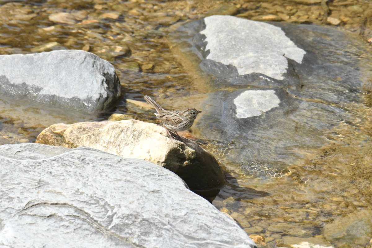 strnadec pruhohlavý - ML646113139