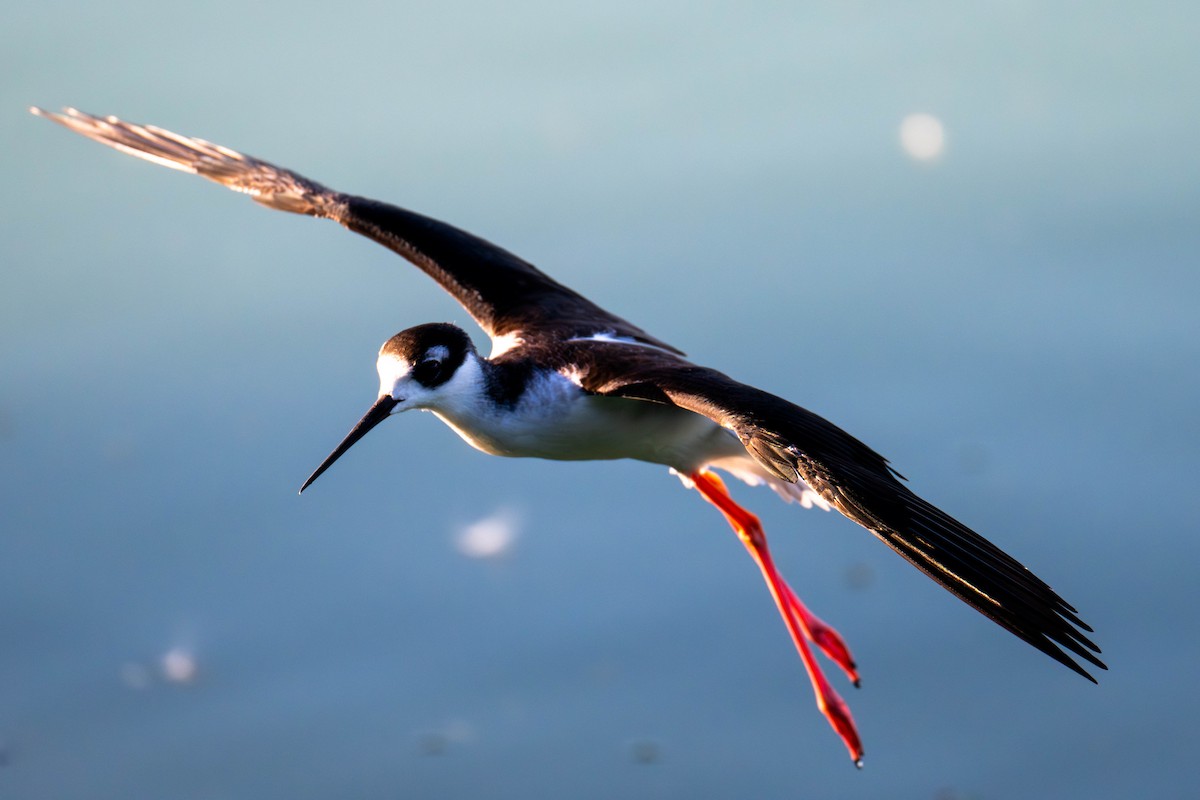Black-necked Stilt - ML646113141