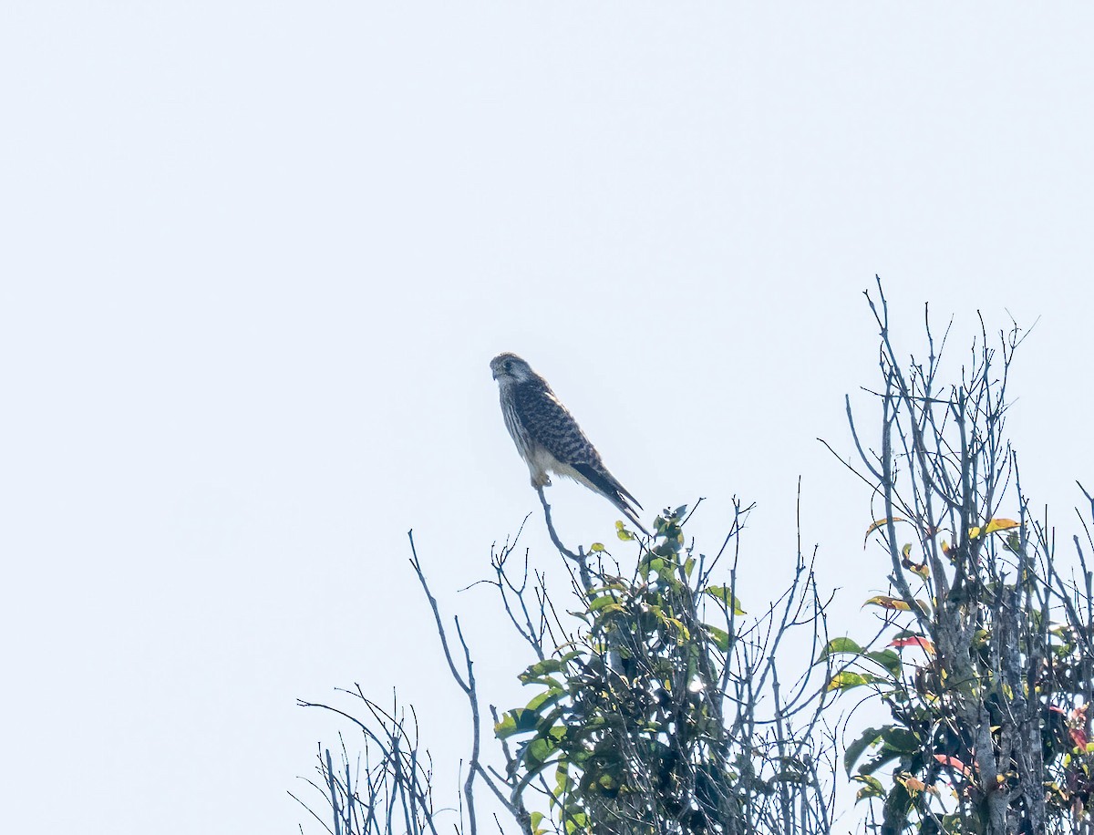 Eurasian Kestrel - ML646113147