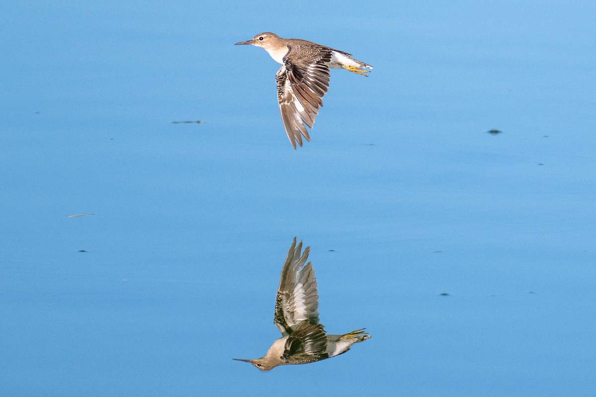 Spotted Sandpiper - ML646113150