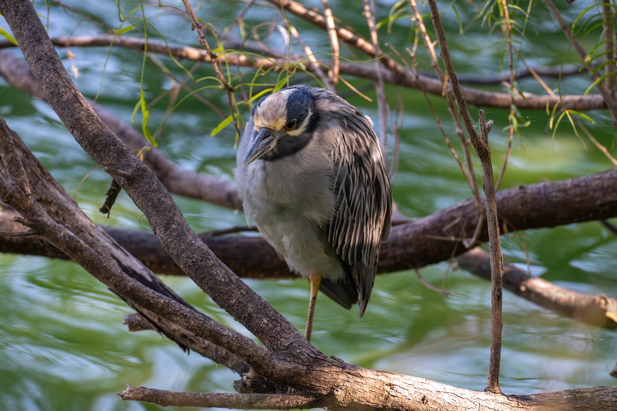 Yellow-crowned Night Heron - ML646113153