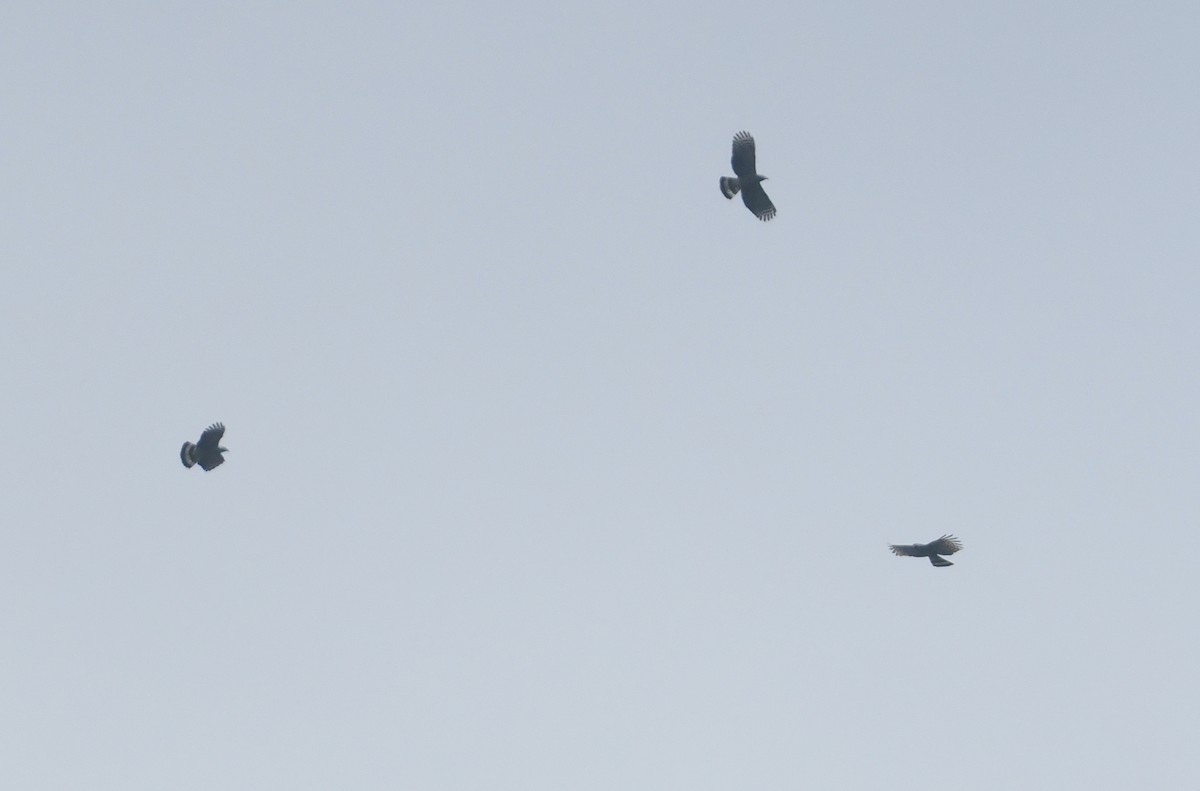 Hook-billed Kite - ML646113154