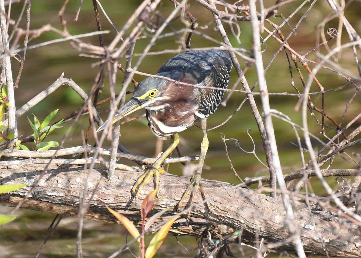 Green Heron - ML646113155