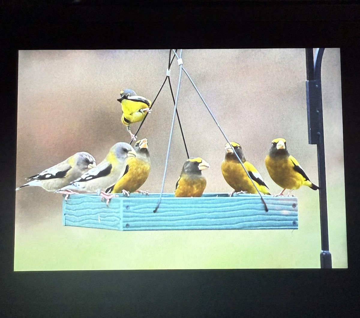 Evening Grosbeak - ML646113156