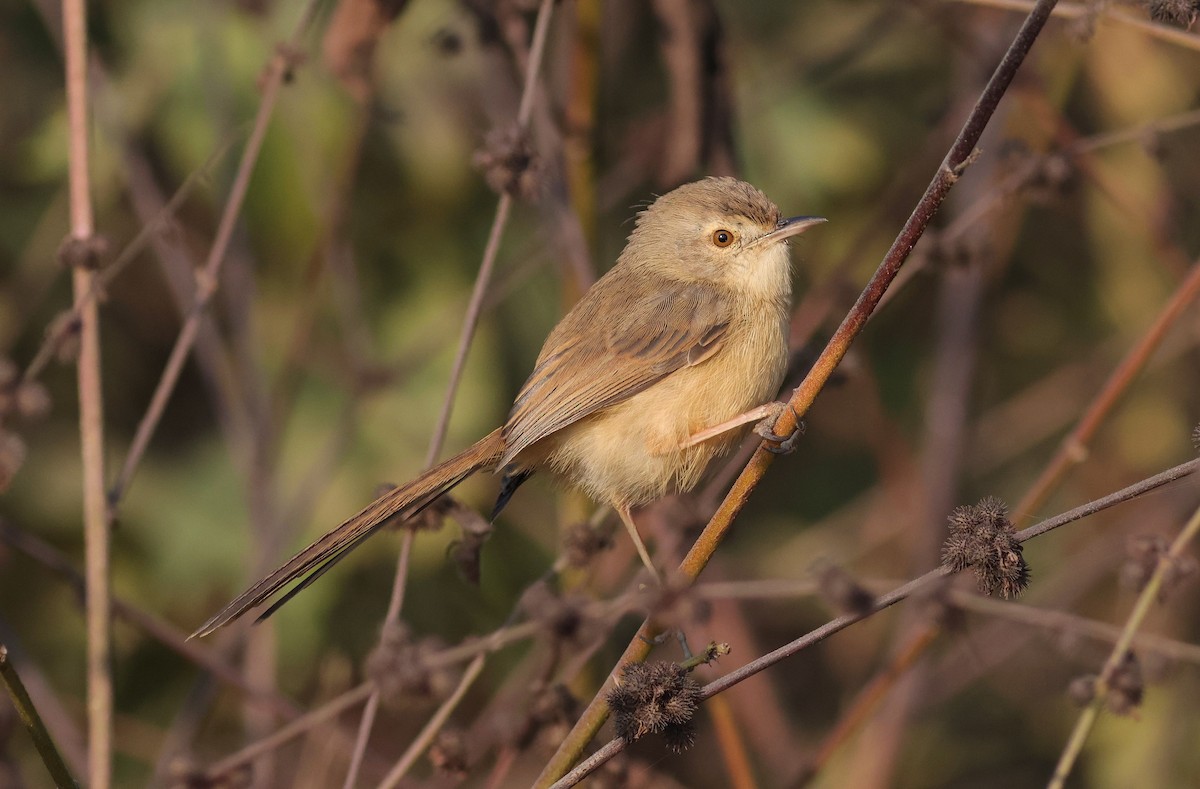 Plain Prinia - ML646113160