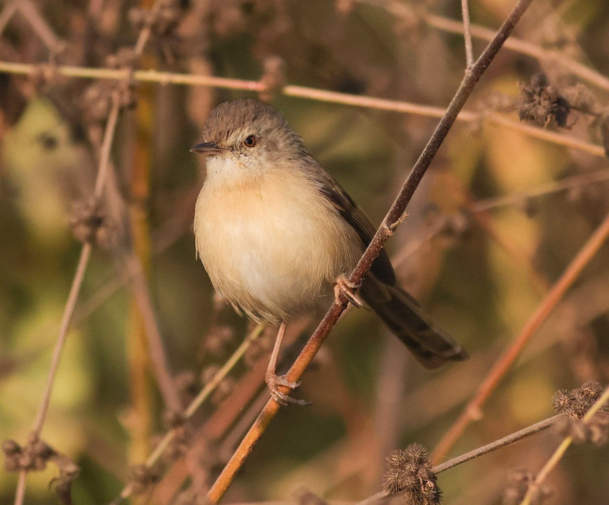 Plain Prinia - ML646113161