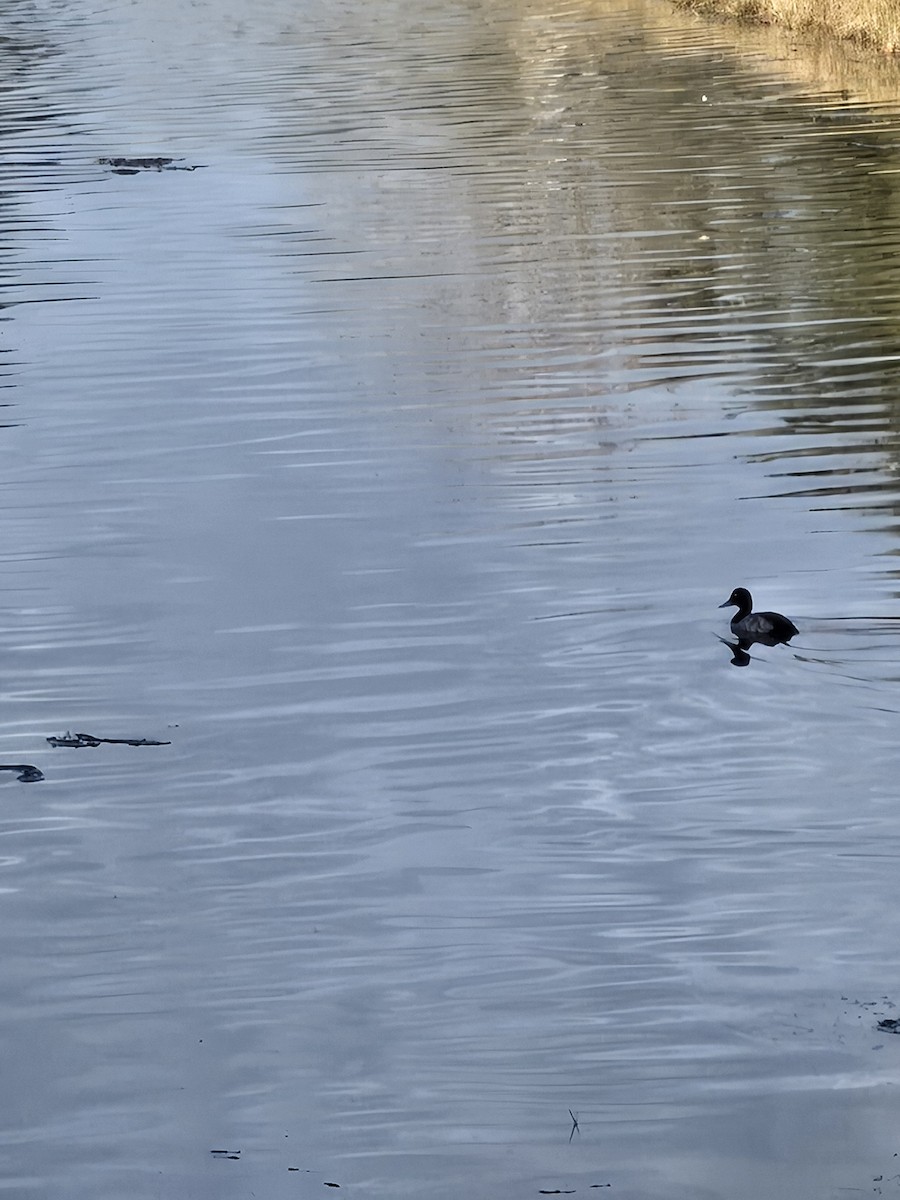 Morbaş Patka - ML646113162