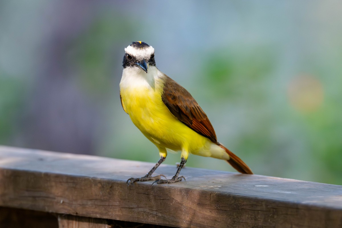 Great Kiskadee - ML646113163