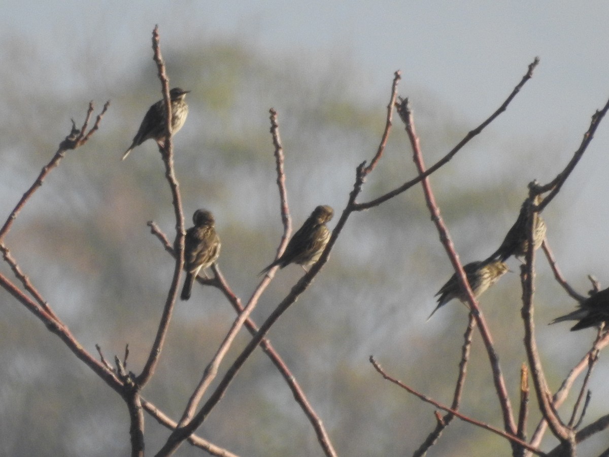 Pembe İncirkuşu - ML646113164