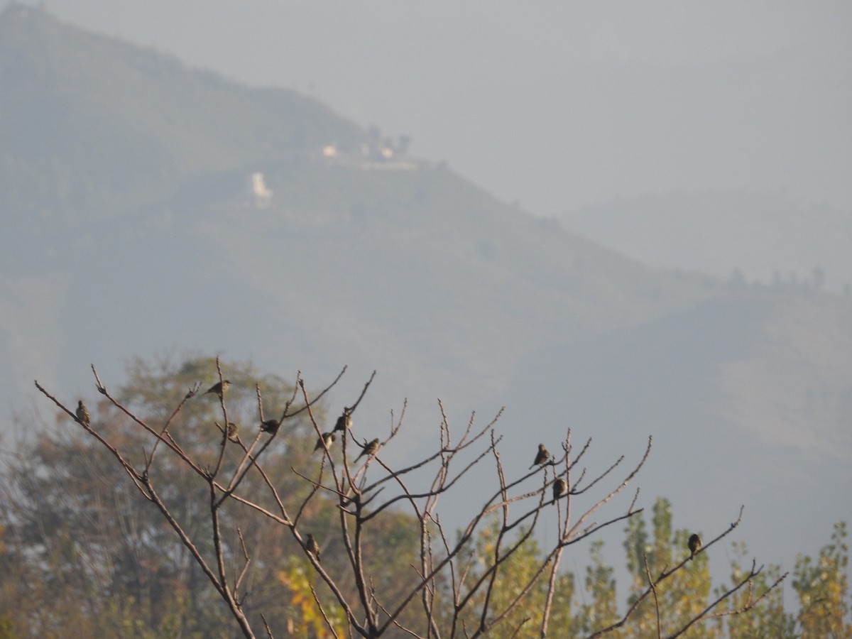 Pembe İncirkuşu - ML646113166