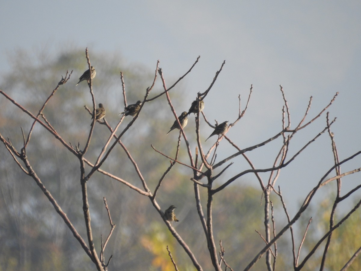 Pembe İncirkuşu - ML646113168