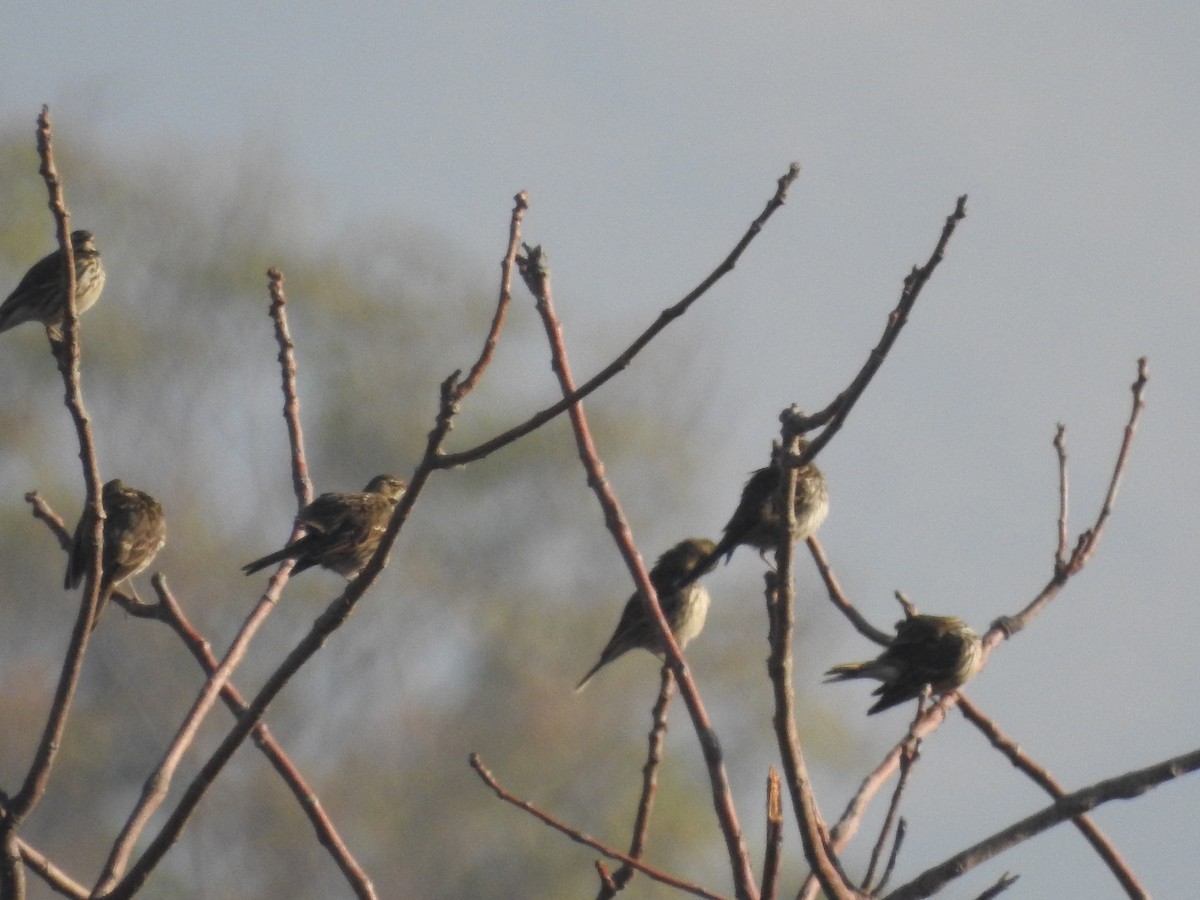 Pembe İncirkuşu - ML646113169