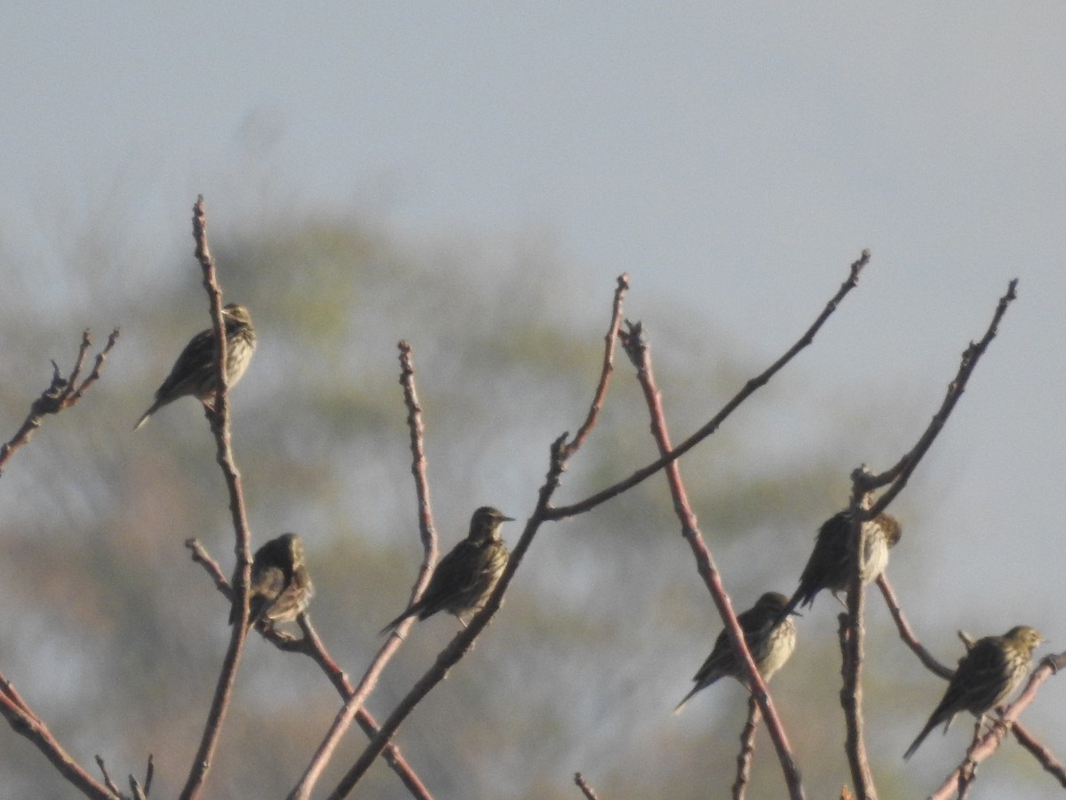 Pembe İncirkuşu - ML646113171