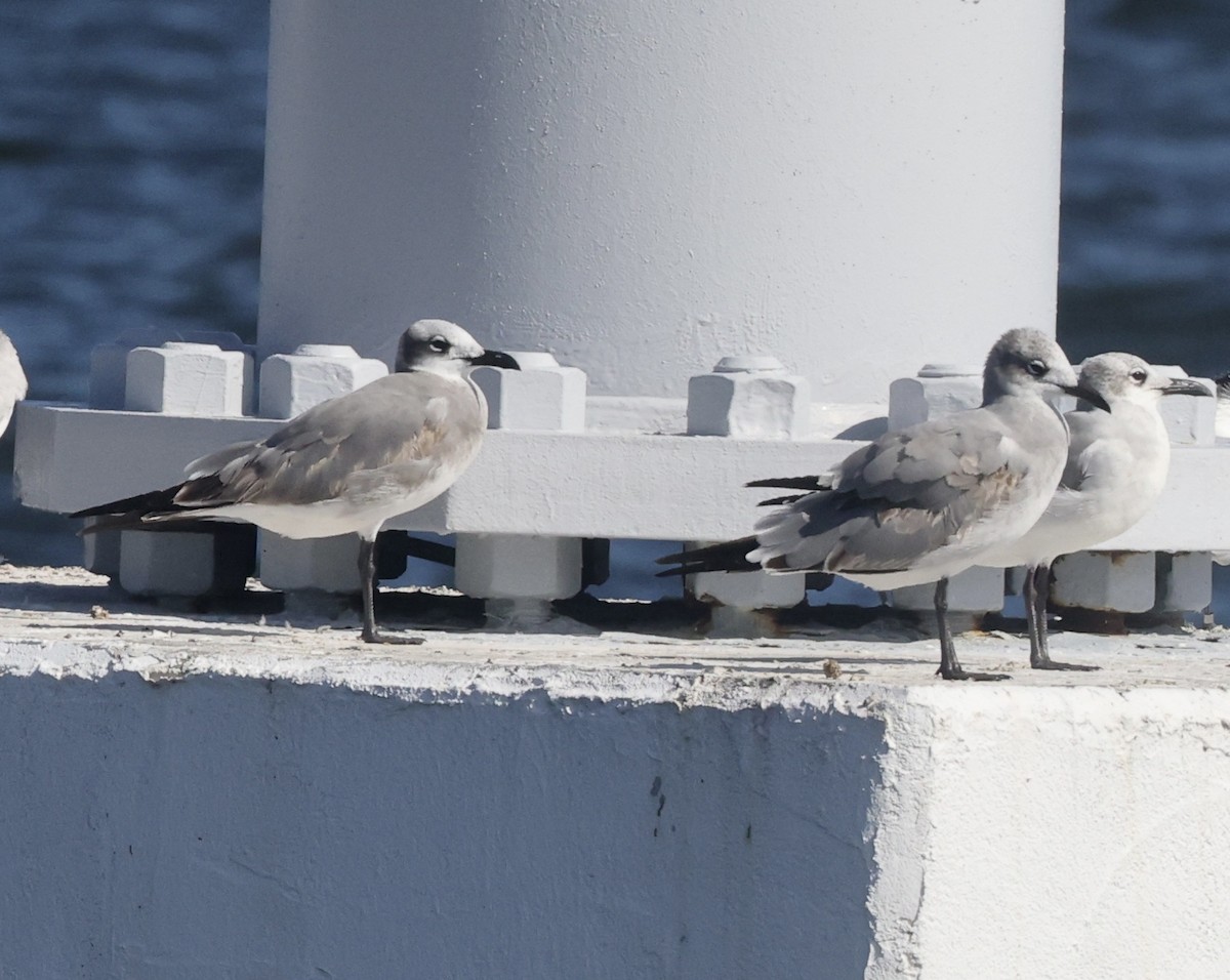 Mouette atricille - ML646113172