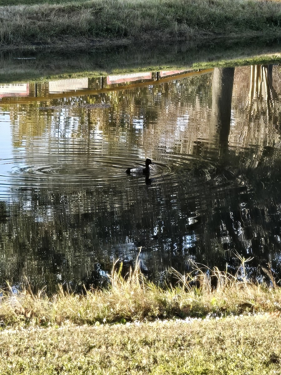 Morbaş Patka - ML646113173