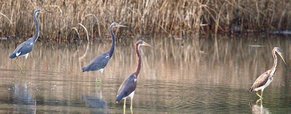 Tricolored Heron - ML646113175