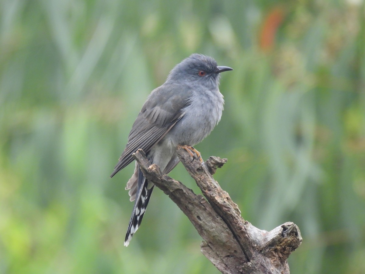 Gri Guguk - ML646113177