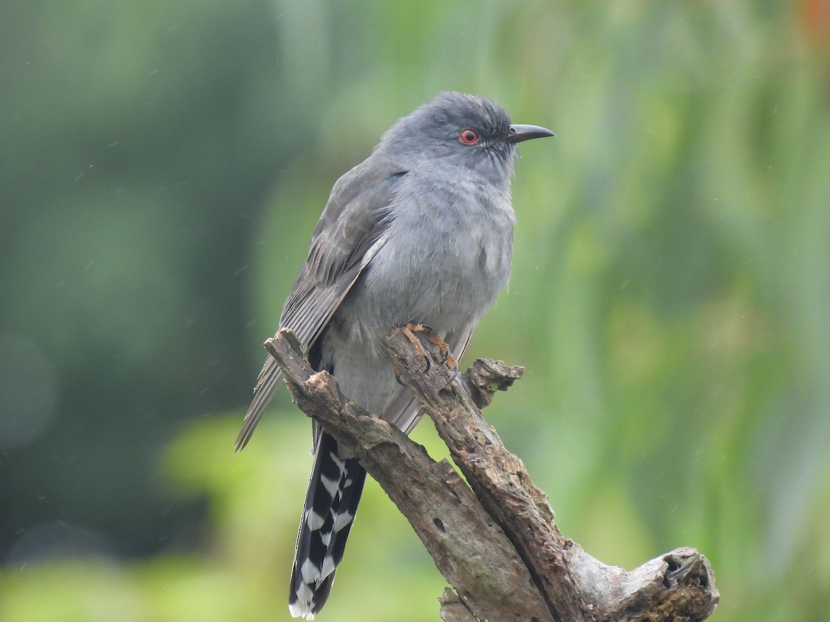 Gri Guguk - ML646113178