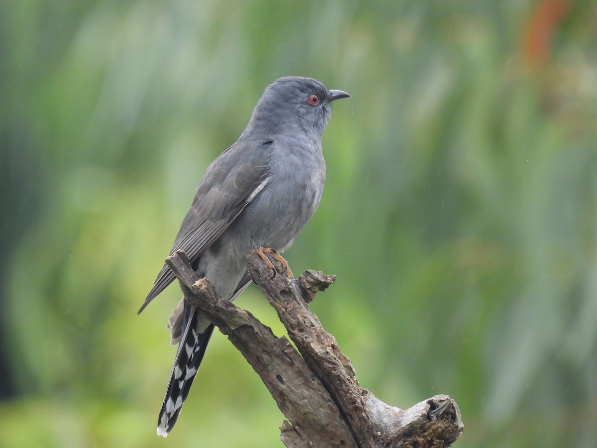 Gri Guguk - ML646113179