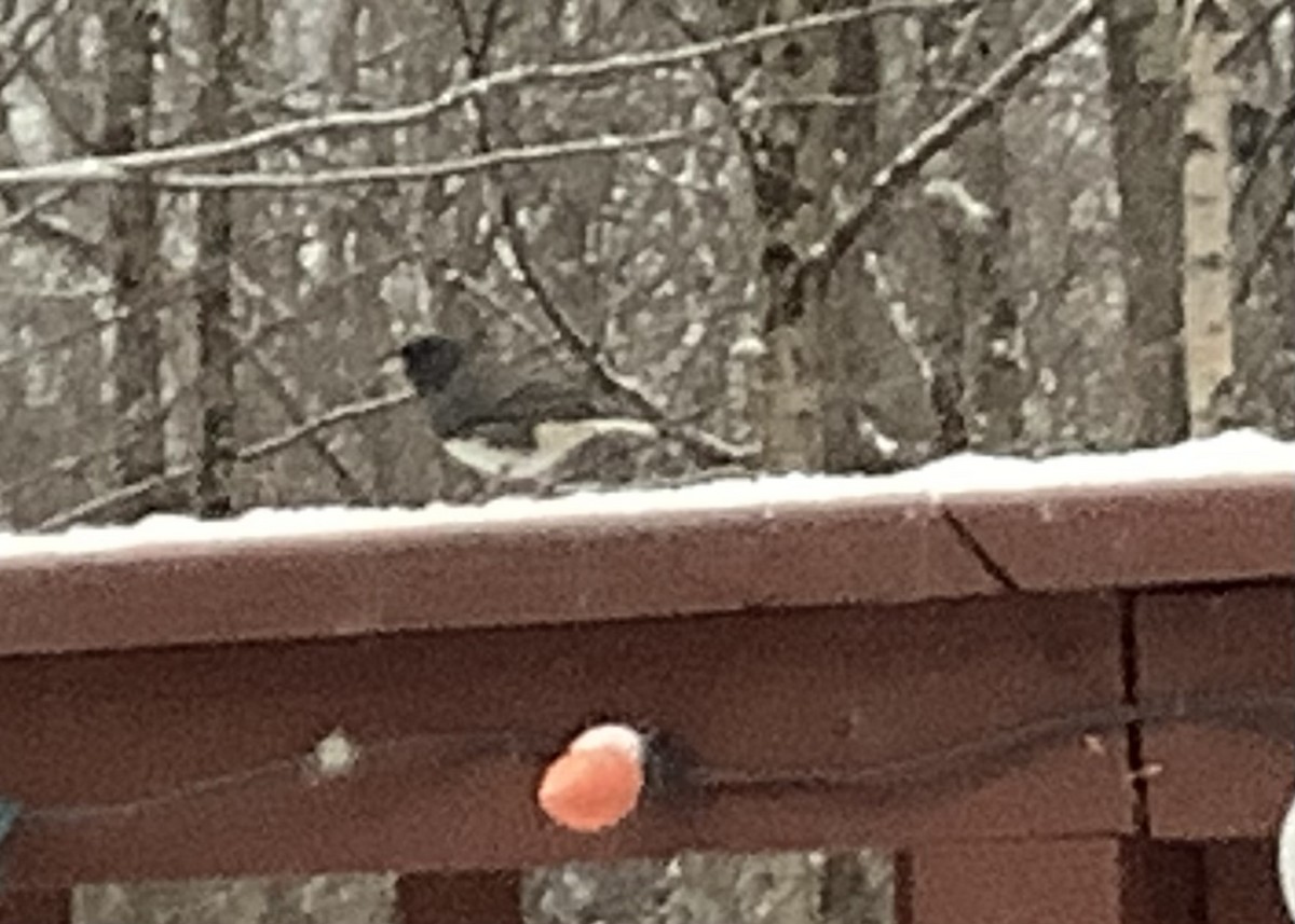 Kara Gözlü Junko - ML646113180